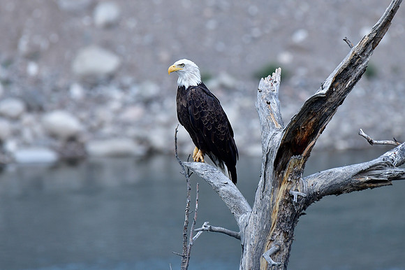 bald eagle