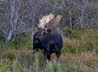 teton bull moose