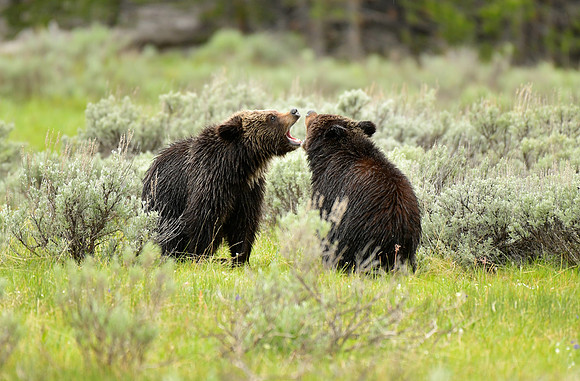 grizzly cubs