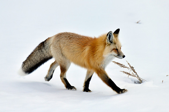 winter fox (7)