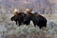 Moose images