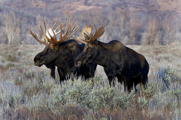 bull moose