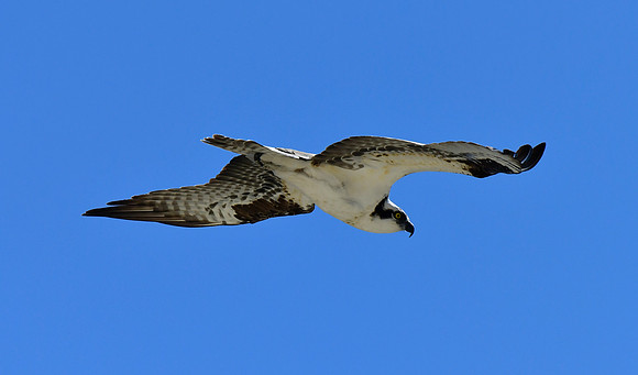 osprey