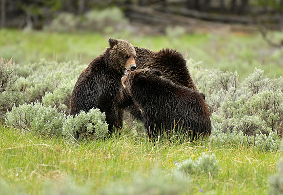 grizzly with cubs