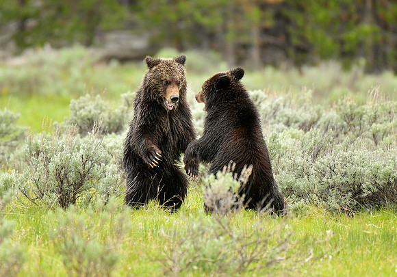 grizzly  cubs