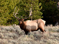 Bull Elk