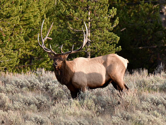 Bull Elk