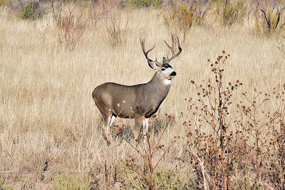 mule deer buck