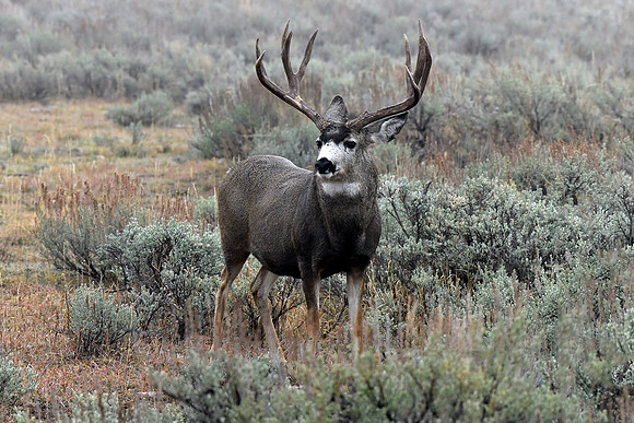 mule deer buck