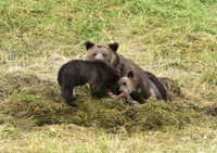 grizzly with cubs (14)