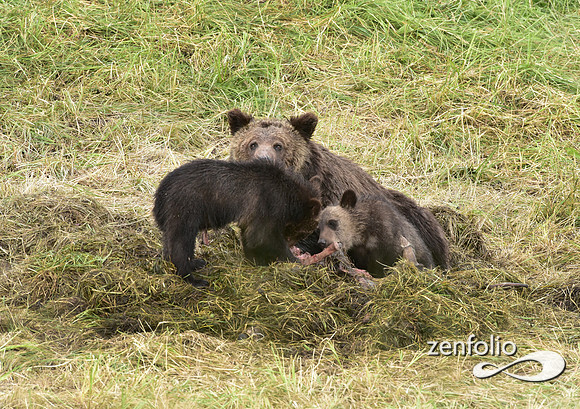 grizzly with cubs (14)