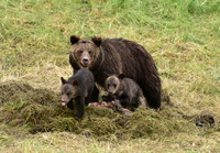 grizzly with cubs (13)