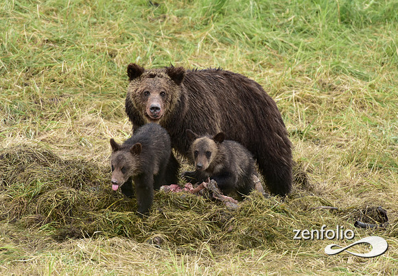 grizzly with cubs (13)