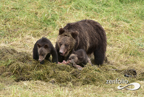 grizzly with cubs (6)