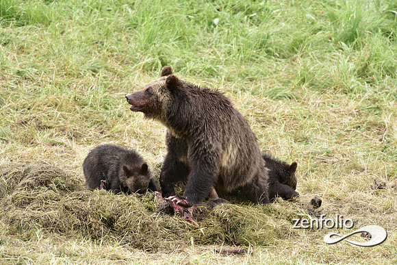grizzly with cubs (23)