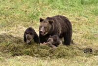 grizzly with cubs (7)