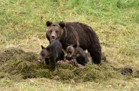 grizzly with cubs (11)