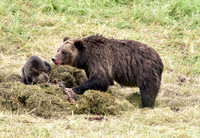 grizzly with cubs (17)