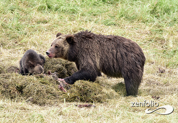 grizzly with cubs (17)