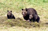 grizzly with cubs (16)