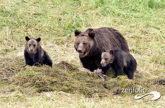 grizzly with cubs (16)