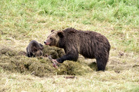 grizzly with cubs (18)