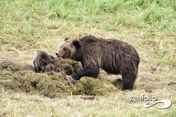 grizzly with cubs (18)