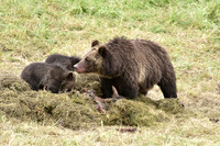 grizzly with cubs (20)
