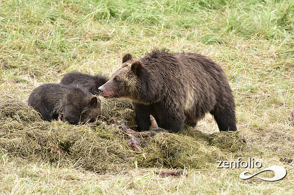 grizzly with cubs (20)