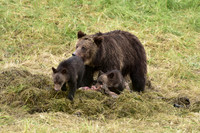 grizzly with cubs (9)