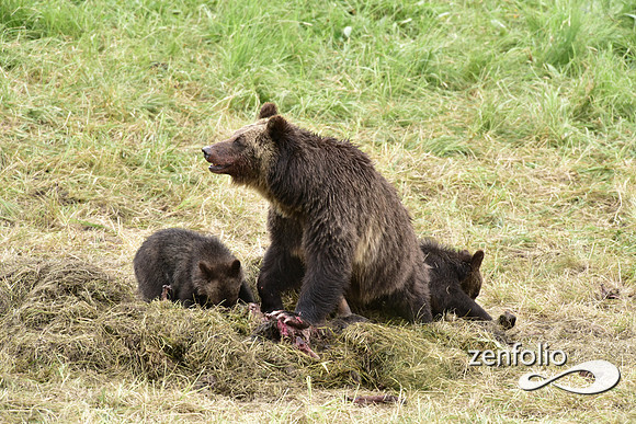 grizzly with cubs (24)