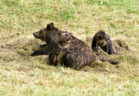 grizzly with cubs (4)