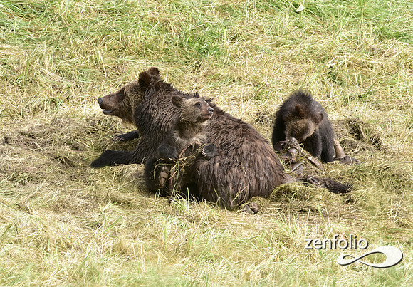 grizzly with cubs (4)