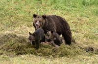 grizzly with cubs (10)