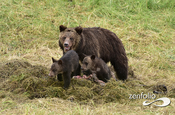 grizzly with cubs (10)