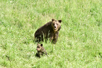 grizzly with cubs (2)