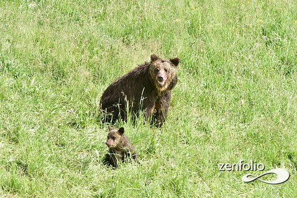 grizzly with cubs (2)