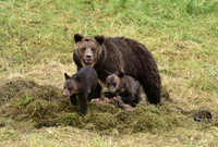 grizzly with cubs (12)