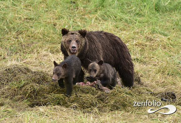 grizzly with cubs (12)
