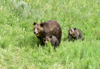 grizzly with cubs (3)