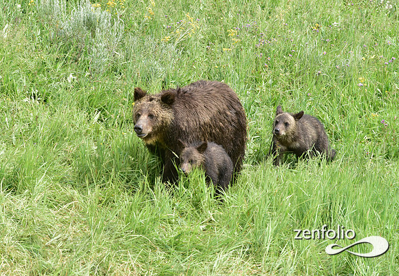 grizzly with cubs (3)