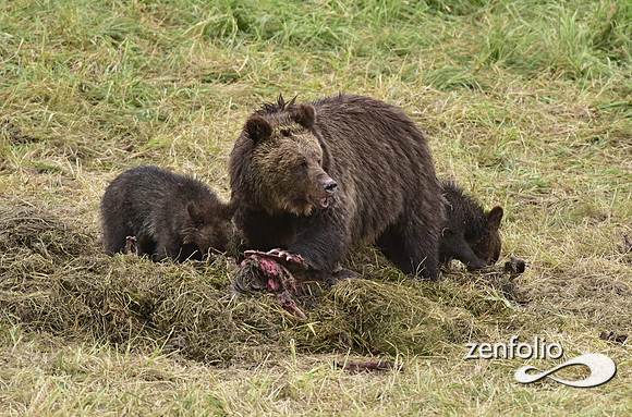 grizzly with cubs (22)