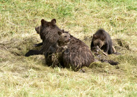 grizzly with cubs (5)