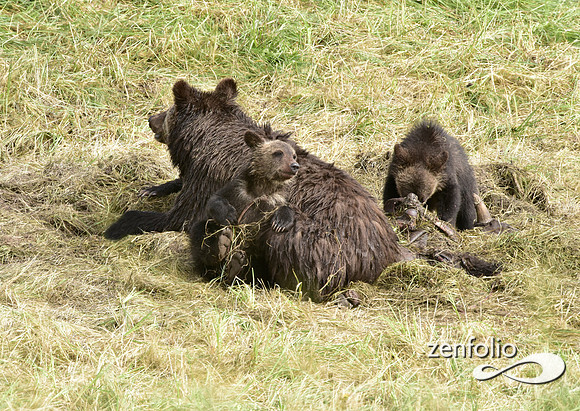grizzly with cubs (5)