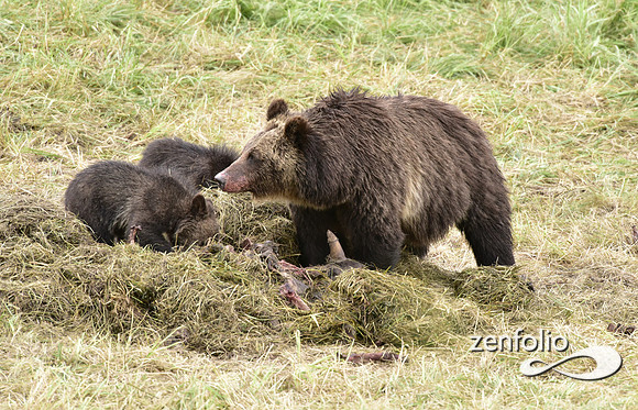 grizzly with cubs (21)