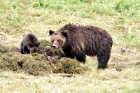 grizzly with cubs (19)