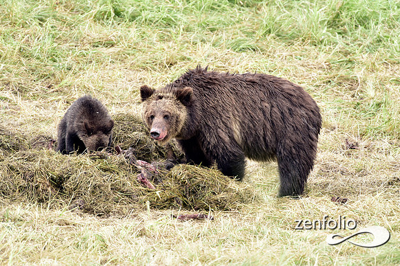 grizzly with cubs (19)