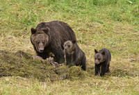 grizzly with cubs (15)
