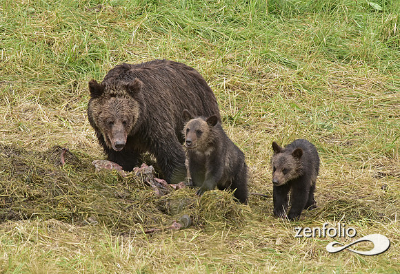 grizzly with cubs (15)