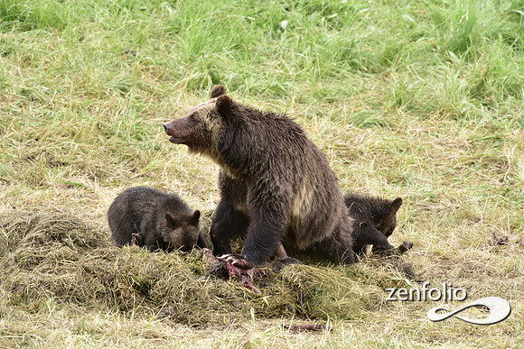 grizzly with cubs (25)